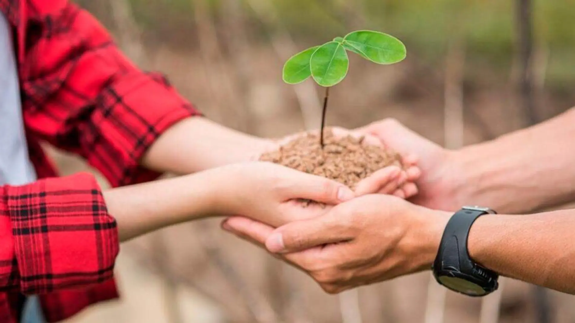 Voluntariado Ambiental